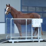 horse vibration plate