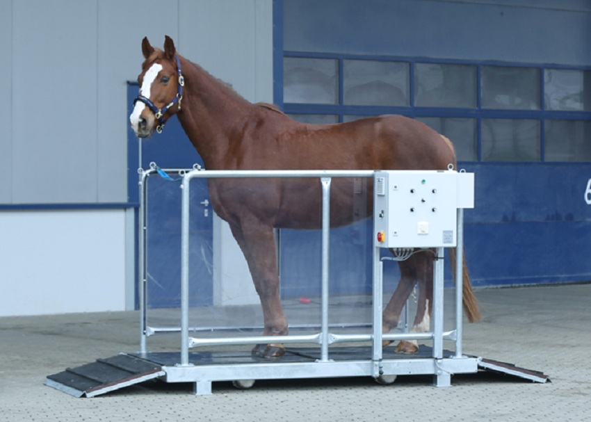 horse vibration plate